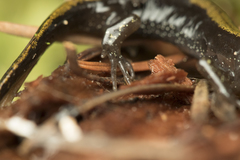 Ambystoma macrodactylum macrodactylum