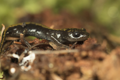 Ambystoma macrodactylum macrodactylum
