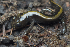 Ambystoma macrodactylum macrodactylum