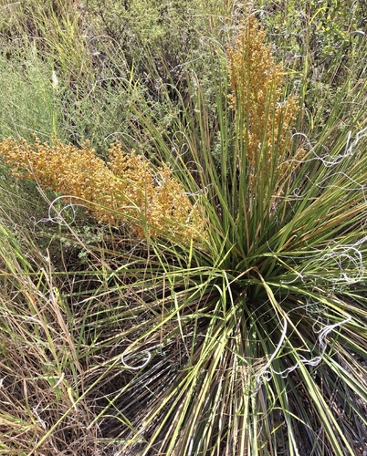 Foothill Beargrass