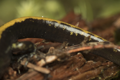 Ambystoma macrodactylum macrodactylum