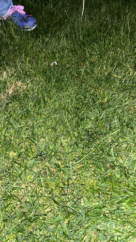 Poa pratensis observed 2026-10-06