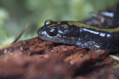 Ambystoma macrodactylum macrodactylum