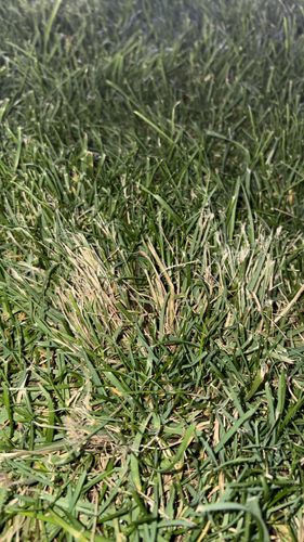 Poa pratensis observed 2026-10-06