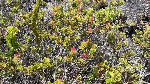 Vaccinium reticulatum observed 2026-10-06