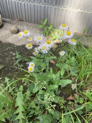 Erigeron philadelphicus