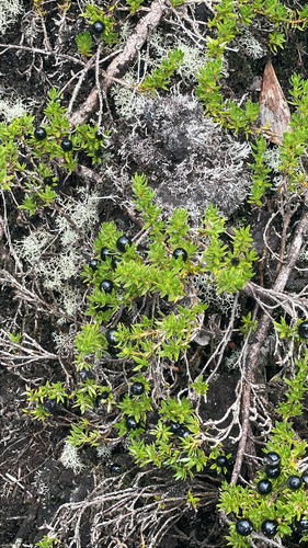 Coprosma ernodeoides observed 2026-10-06