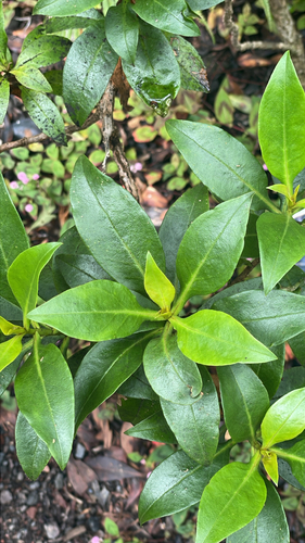 Myoporum sandwicense observed 2026-10-06