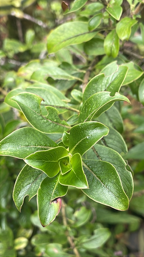 Coprosma ochracea observed 2026-10-06