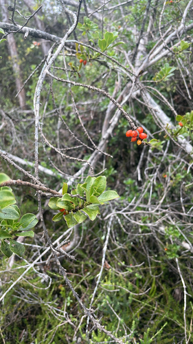 Coprosma montana observed 2026-10-06