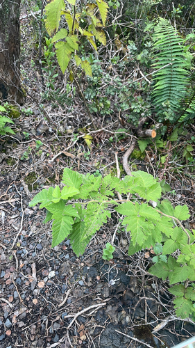 Rubus hawaiensis observed 2026-10-06