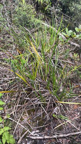 Machaerina angustifolia observed 2026-10-06
