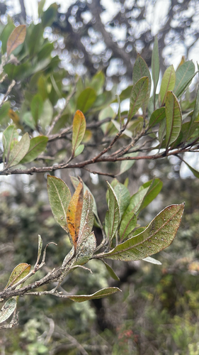 Dodonaea viscosa observed 2026-10-06