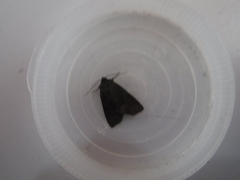 Xestia xanthographa