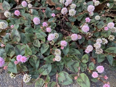 Persicaria capitata