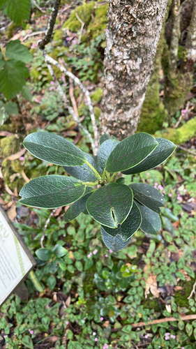 Ilex anomala observed 2026-10-06