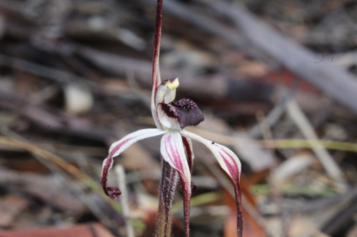 Image of Caladenia drummondii by (c) Em Lamond, some rights reserved (CC BY)