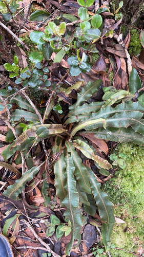 Elaphoglossum paleaceum observed 2026-10-06