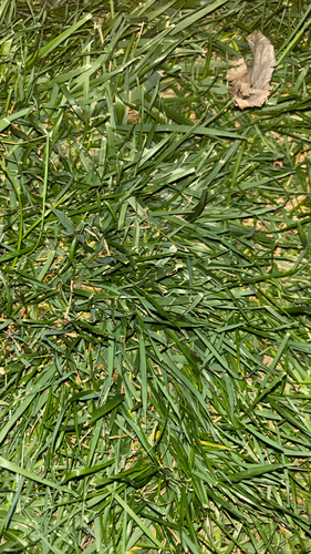Poa pratensis observed 2026-10-06