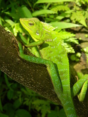 Bronchocela jubata