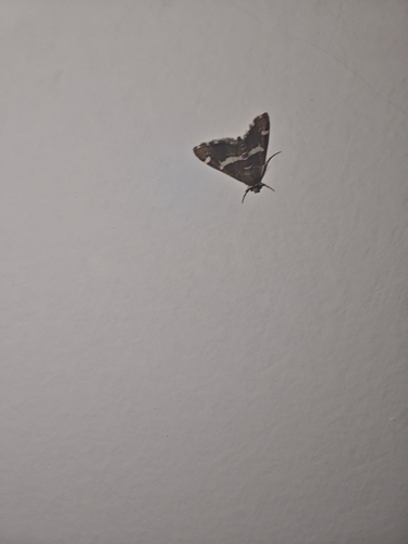 Hawaiian Beet Webworm Moth