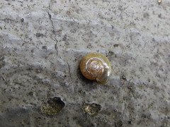 Oxychilus