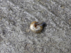 Oxychilus