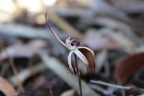 Image of Caladenia drummondii by (c) Em Lamond, some rights reserved (CC BY)