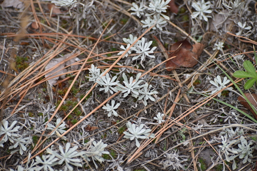 Antennaria umbrinella observed 2026-10-03