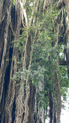 Ficus, 2026-10-06