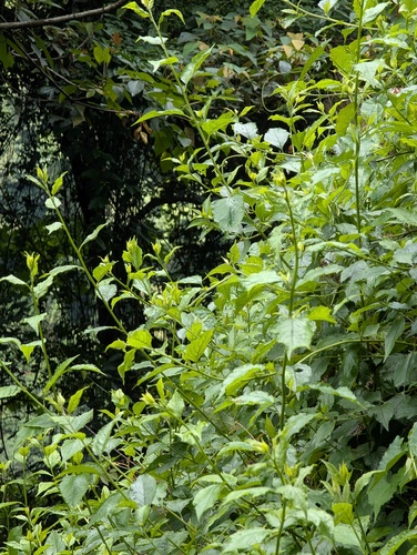 Microglossa pyrifolia observed 2026-05-20