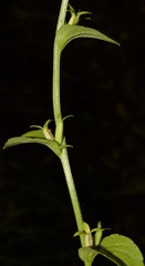 Triodanis lamprosperma