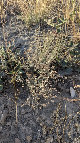 Erigeron filifolius observed 2026-10-04