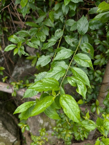Microglossa pyrifolia observed 2026-05-20