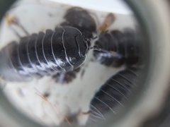 Armadillidium depressum