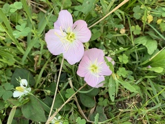 Oenothera speciosa