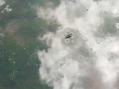 Gerris latiabdominis