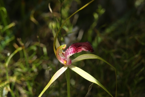 Image of Caladenia ambusta by (c) Em Lamond, some rights reserved (CC BY)