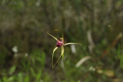Caladenia ambusta
