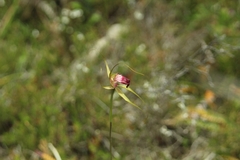Caladenia ambusta