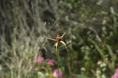 Caladenia ambusta