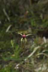 Caladenia ambusta