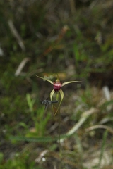 Caladenia ambusta