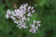 Valeriana alternifolia
