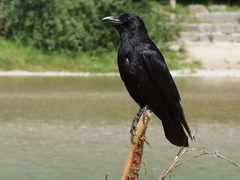 Corvus corone corone