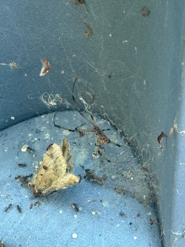 Brown Widow