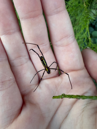 Joro Spider