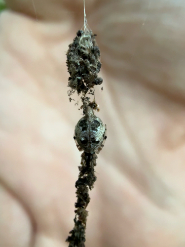 Humped Trashline Orbweaver