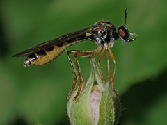 Dioctria linearis