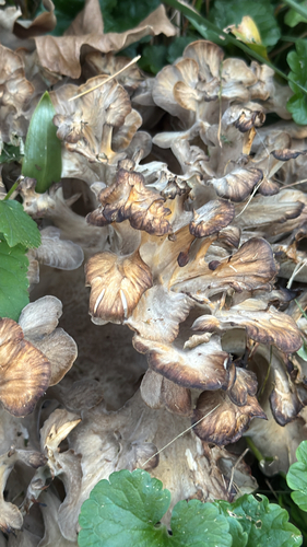 hen of the woods